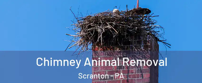Chimney Animal Removal Scranton - PA