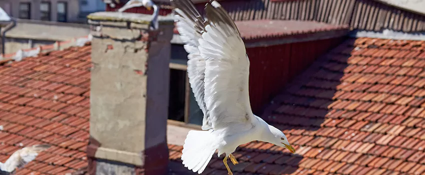 Residential Chimney Animal Removal Solution in Scranton, PA